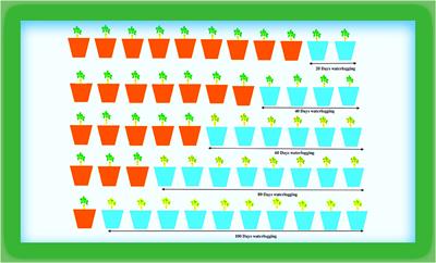 Effect of different waterlogging periods on biochemistry, growth, and chlorophyll a fluorescence of Arachis hypogaea L.